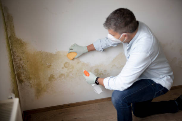 Best Mold Remediation for Healthcare Facilities  in Pepper Pike, OH