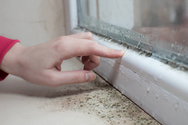 Best Mold-Related Health Consultation  in Pepper Pike, OH